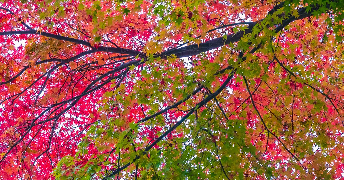 Beautiful red and Belles feuiles d'érable rouge vert arbre Lifeforstock/Freepik