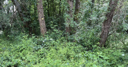 biodiversite